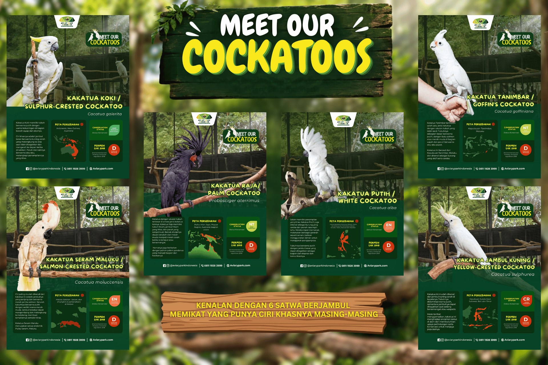 Meet Our Cockatoos: Mengenal 6 Jenis Kakatua di Aviary Park Indonesia