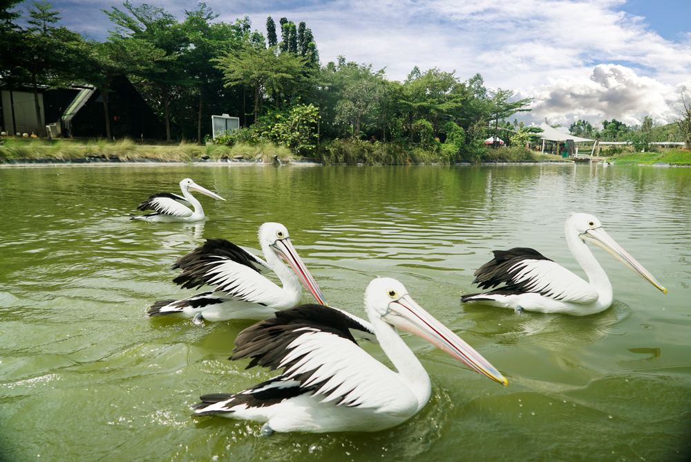 Pelikan Kacamata: Habitat, Pakan, Ukuran, dan Fakta Australian Pelican