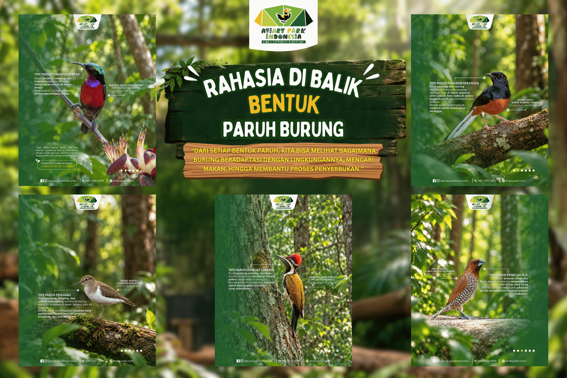 Rahasia di Balik Bentuk Paruh Burung Part 2: Kenali 5 Tipe Paruh dan Fungsinya
