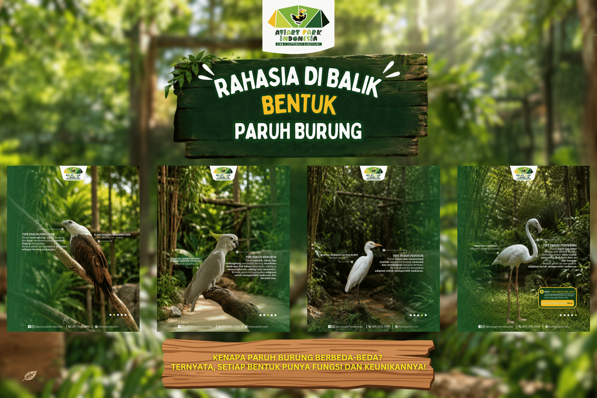 Rahasia di Balik Bentuk Paruh Burung: Kenapa Paruh Burung Berbeda-Beda?
