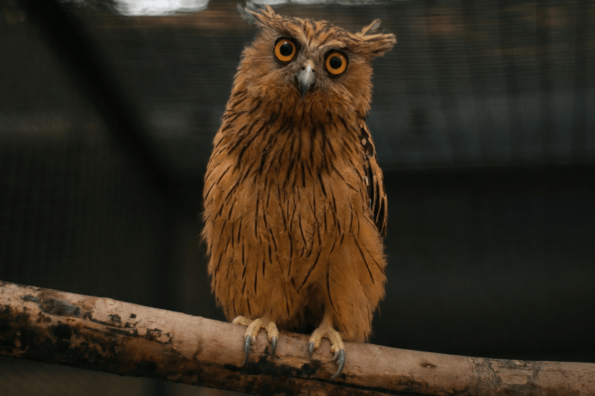 Buka Recovery Journey: Kisah Burung Hantu Ketupu Kembali Bertengger